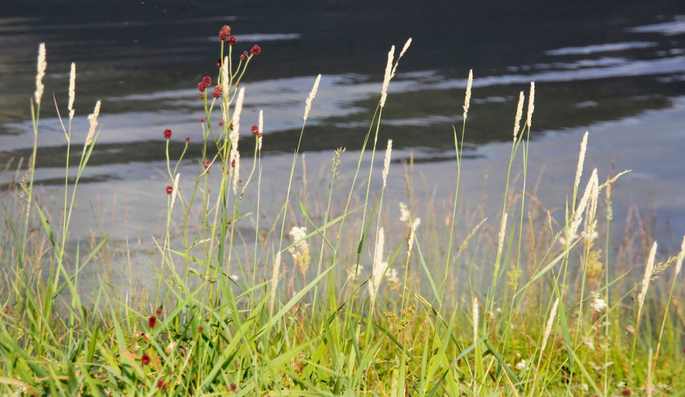 Lakeside grasses